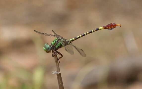 Imagem de Paragomphus elpidius (Ris 1921)