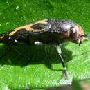 Imagem de Buprestis maculipennis Gory 1841