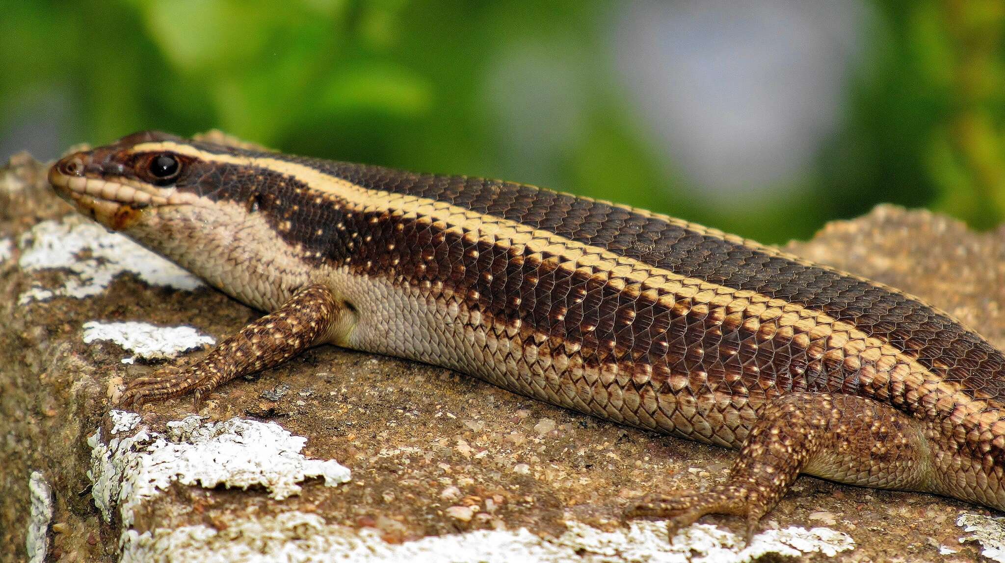 Image of Trachylepis striata (Peters 1844)