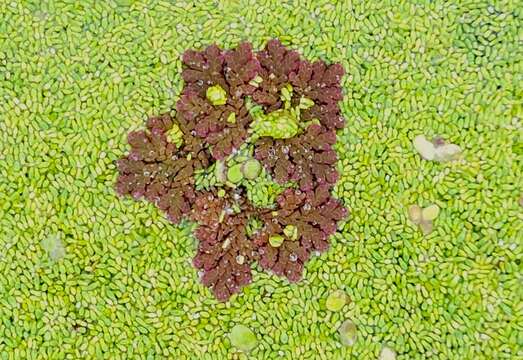 Image of Azolla filiculoides subsp. cristata (Kaulf.) Fraser-Jenk.