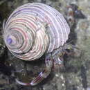 Image of Alaskan hermit crab