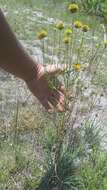 Image of coastal plain honeycombhead