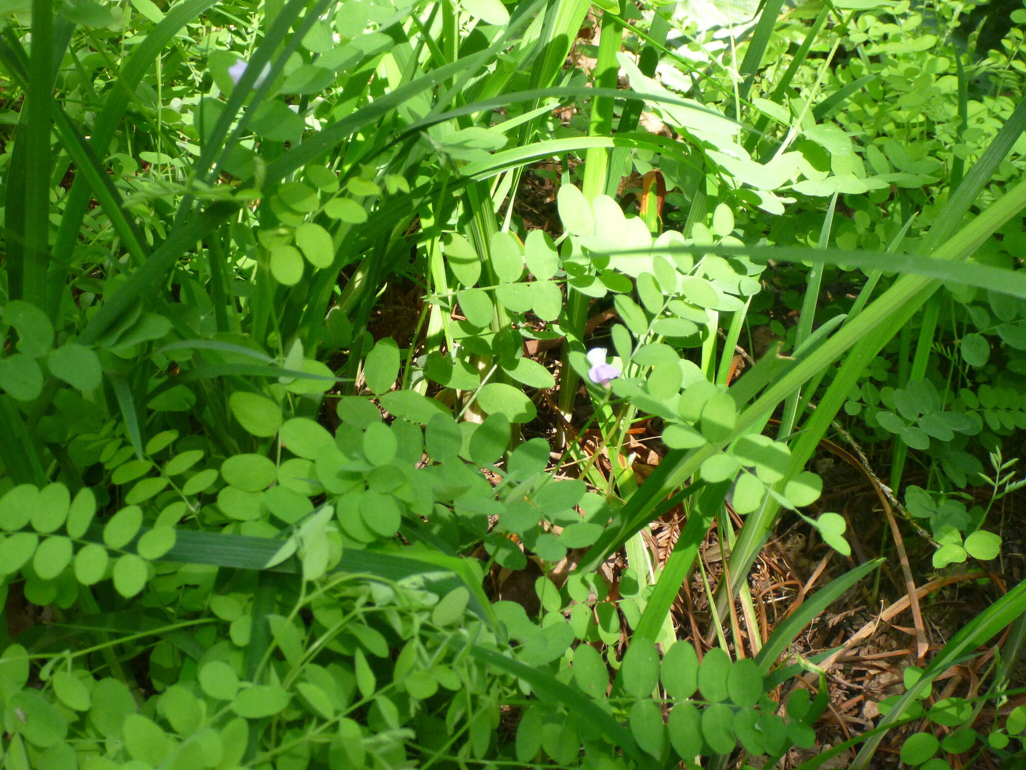 Lathyrus torreyi A. Gray resmi