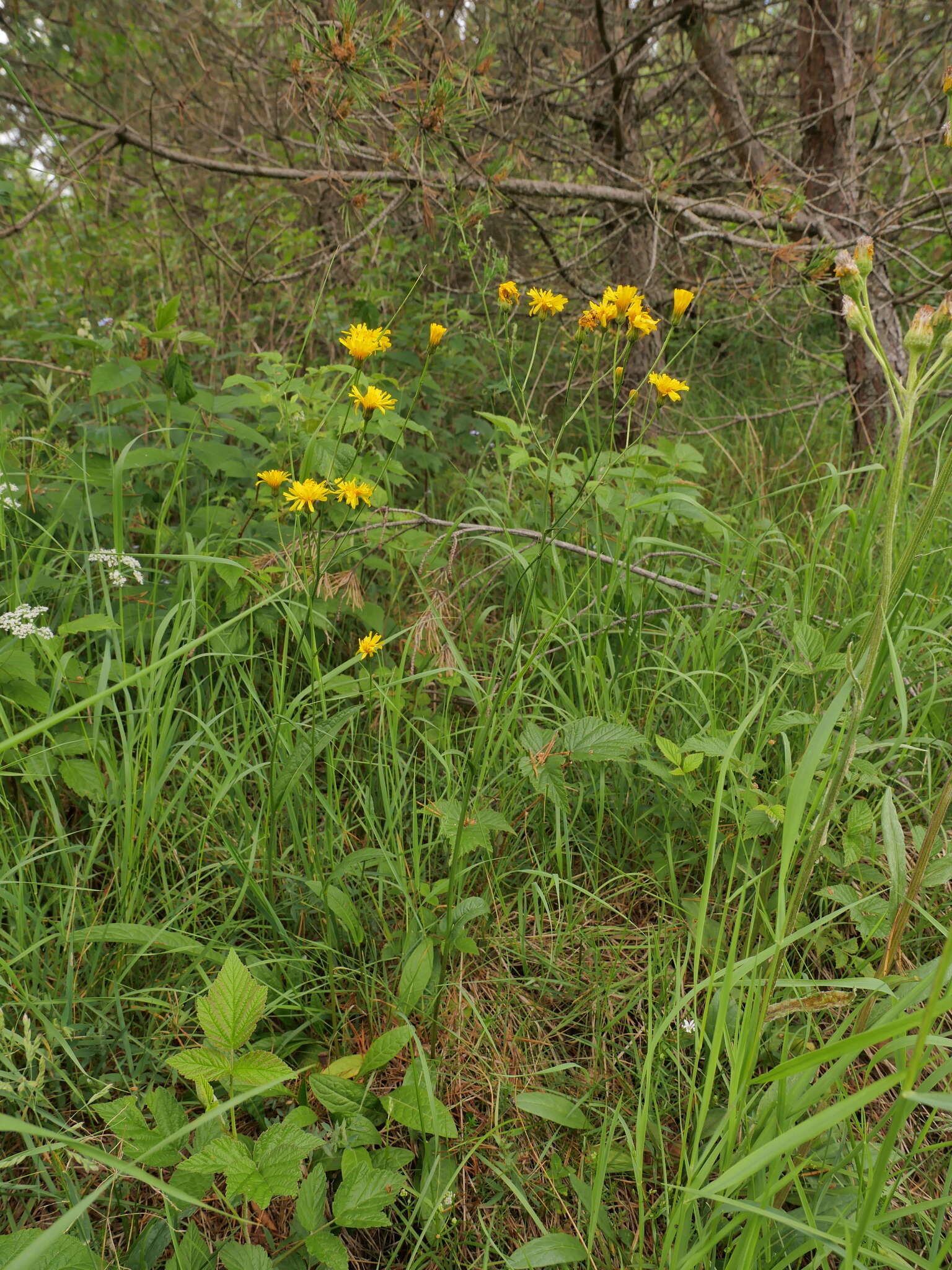 Image of Northern Hawk's-beard