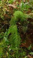 Image de Hymenophyllum pulcherrimum Col.