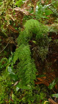 Image de Hymenophyllum pulcherrimum Col.