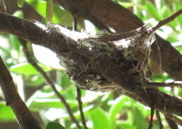 Image of Batis capensis capensis (Linnaeus 1766)