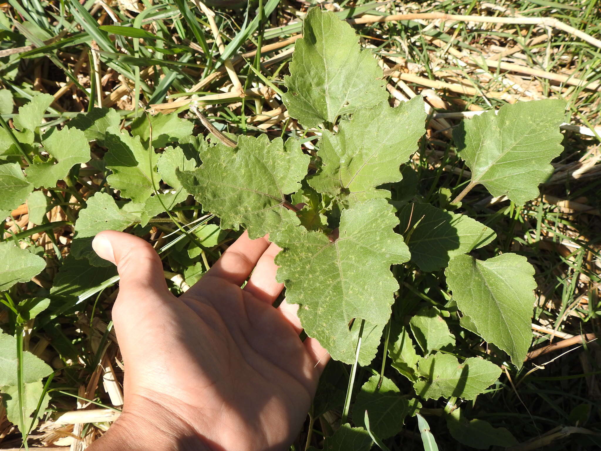 Image of Xanthium orientale subsp. italicum (Moretti) Greuter