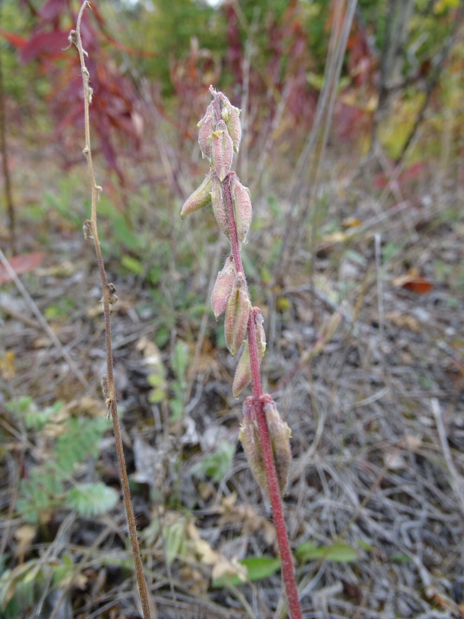 Image of blue nodding locoweed