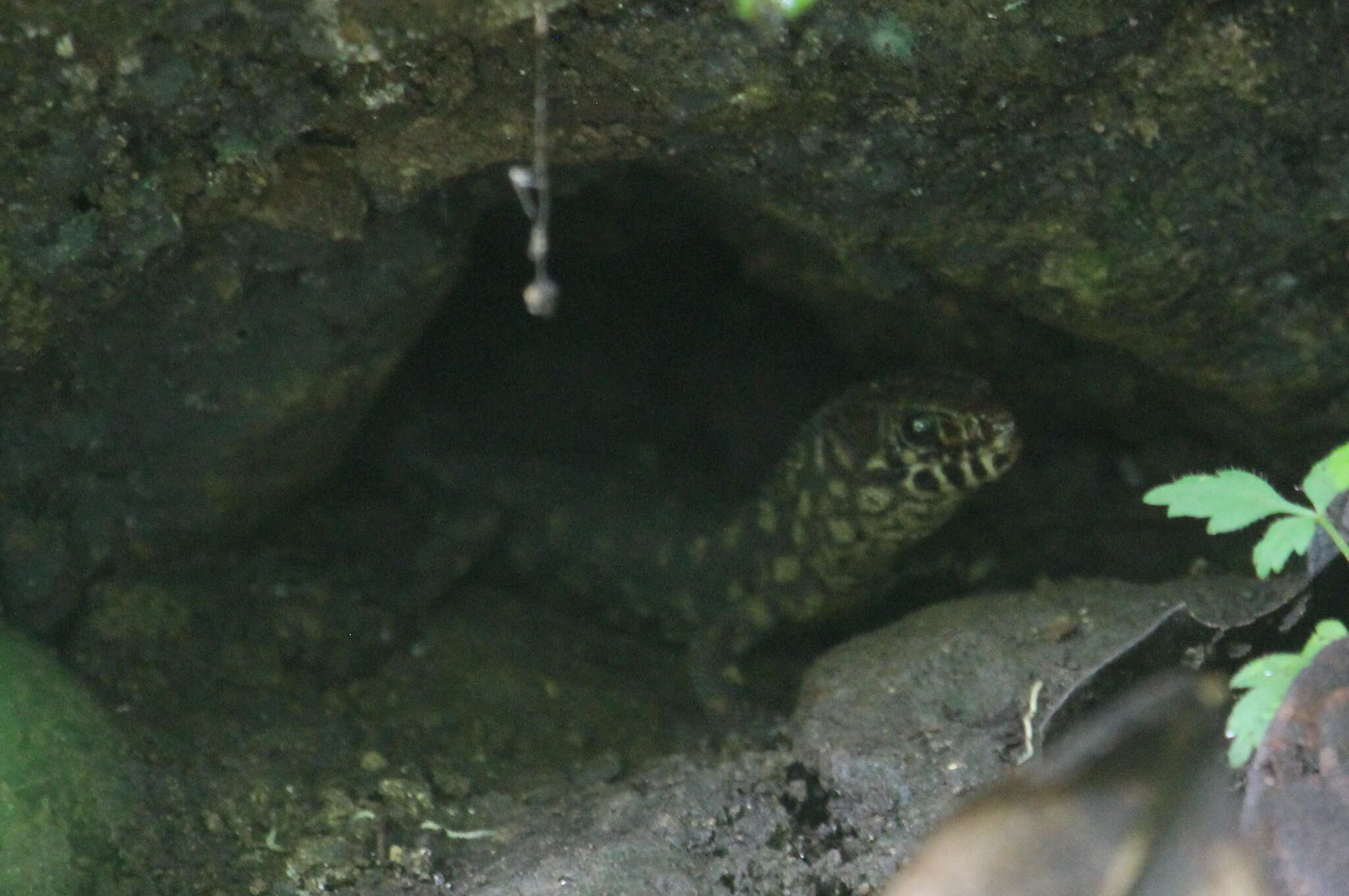 Image of Costa Rican Tropical Night Lizard