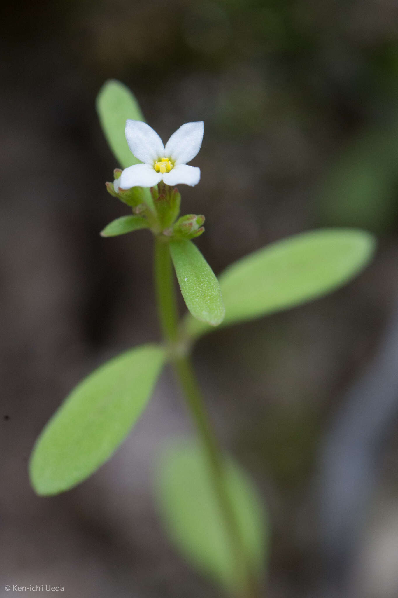 Image of Greene's starviolet