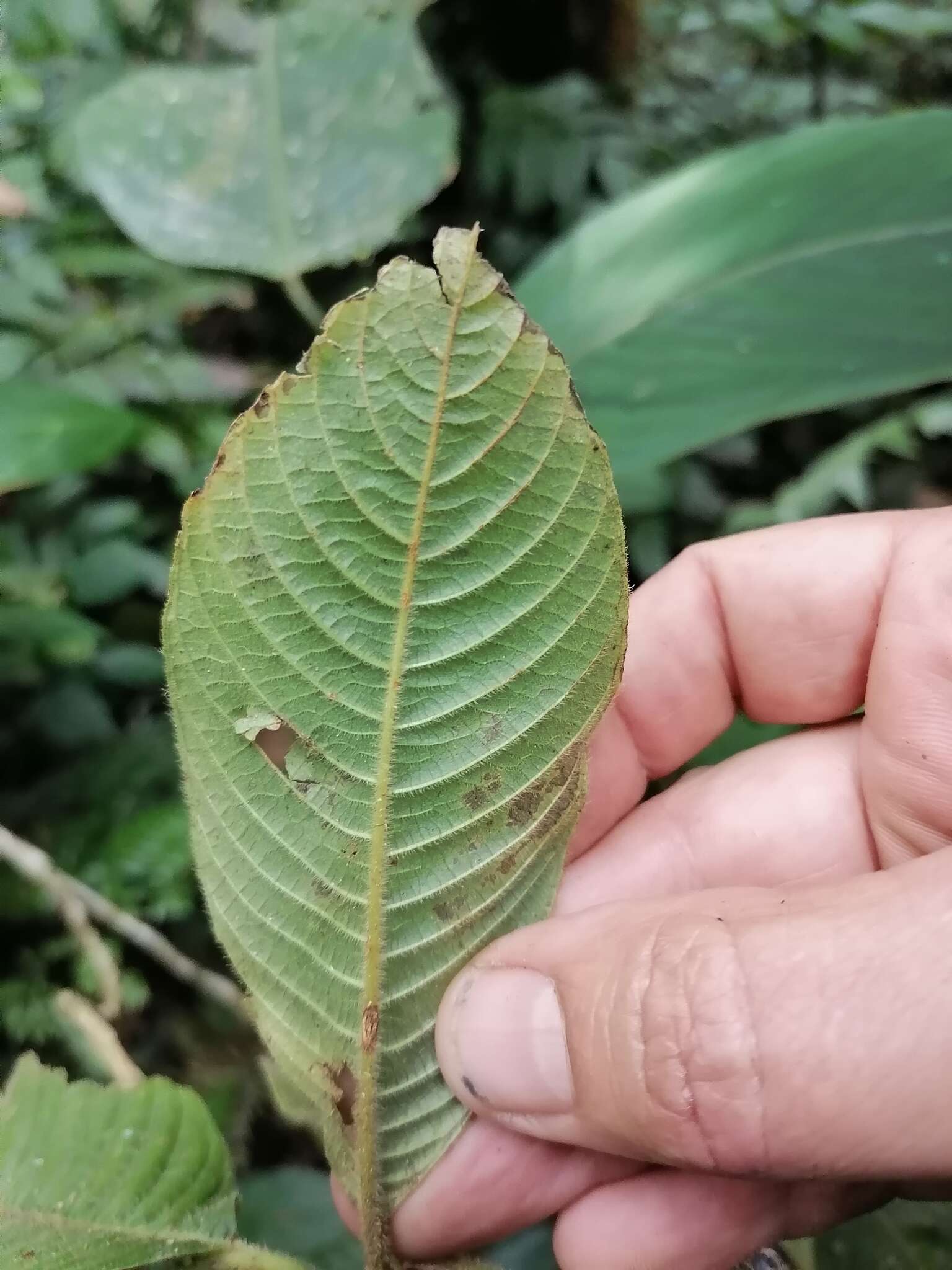 Image of Palicourea pilosa (Ruiz & Pav.) Borhidi