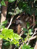 Image of Yellow-vented Bulbul