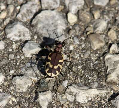 Image of Big Sand Tiger Beetle