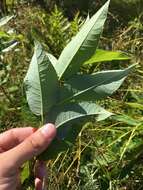 Image de Salix pyrifolia Anderss.