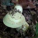 Image of Amanita citrina Pers.