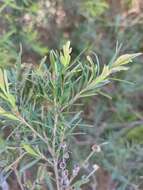 Image de Melaleuca trichostachya Lindl.