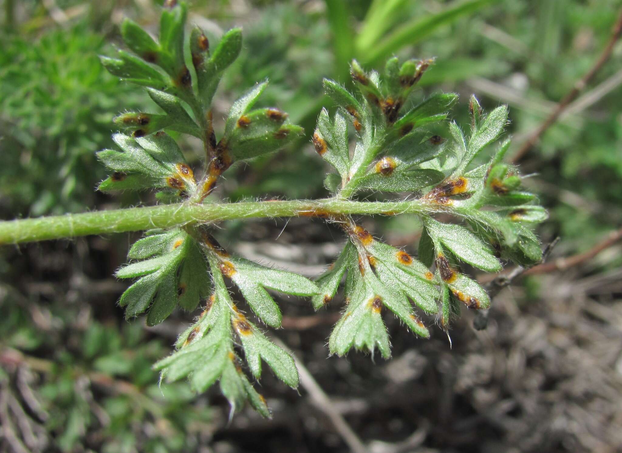 Imagem de Puccinia ustalis Berk. 1854