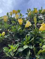 Imagem de Solandra longiflora (Britton & Wilson) Tussac
