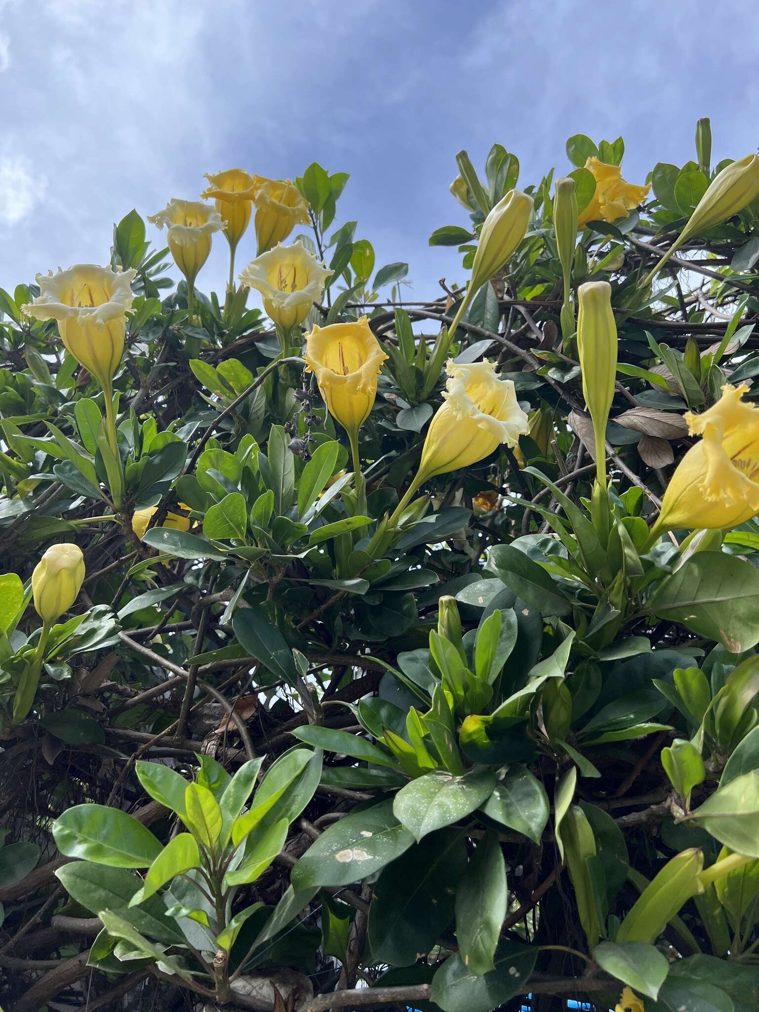 Plancia ëd Solandra longiflora (Britton & Wilson) Tussac