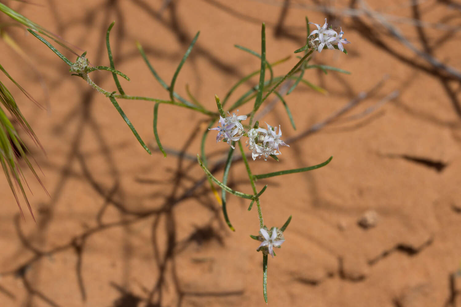 Image of sanddune ipomopsis