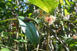 Smilax bracteata C. Presl resmi