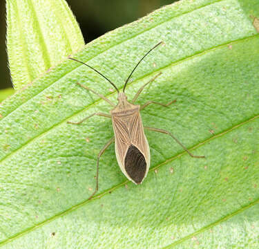 Plancia ëd Homoeocerus (Tliponius) atkinsoni Distant 1901