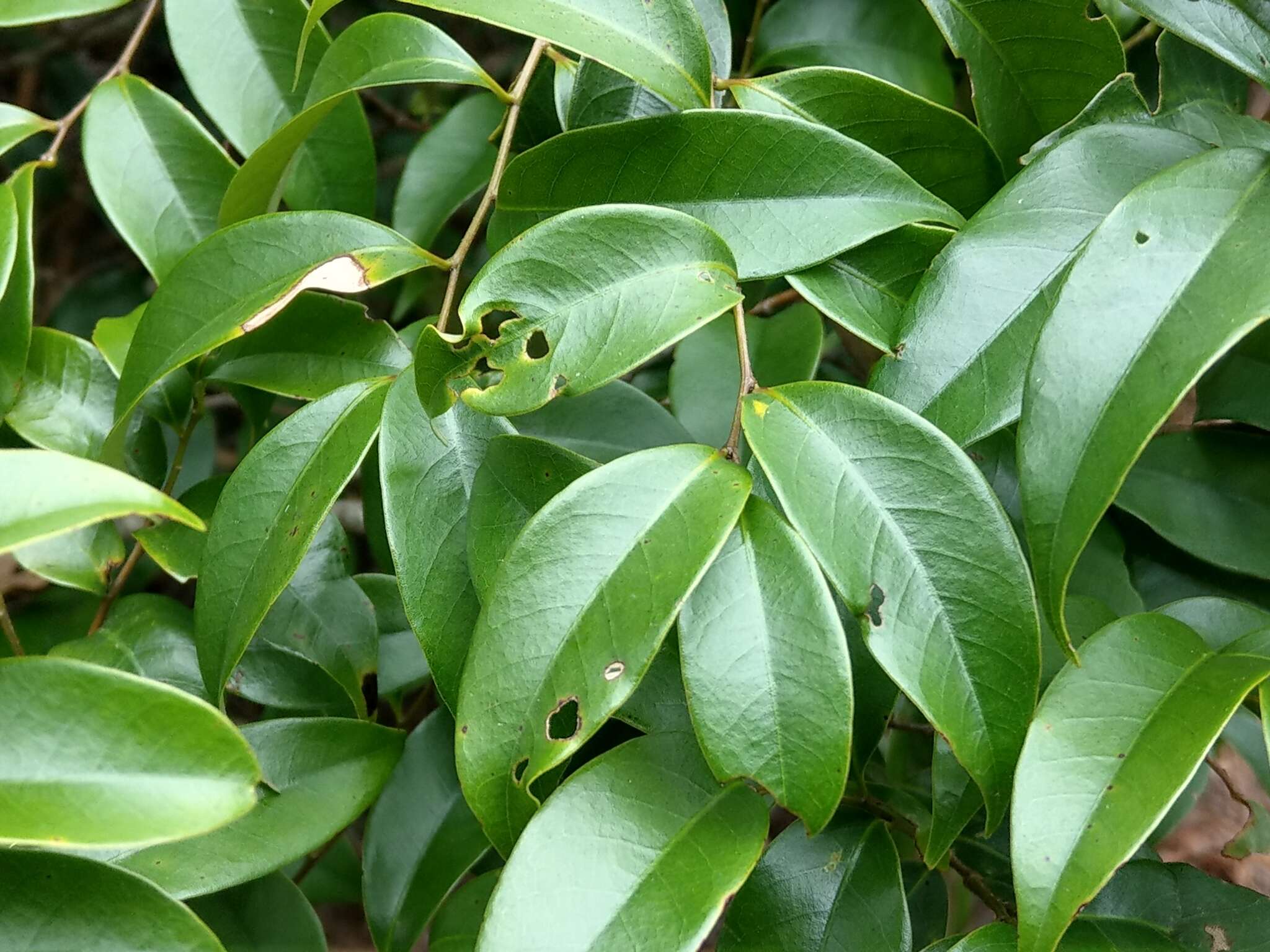 صورة Lithocarpus uraianus (Hayata) Hayata