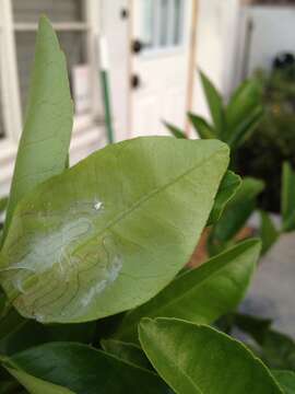 Image of Citrus leafminer