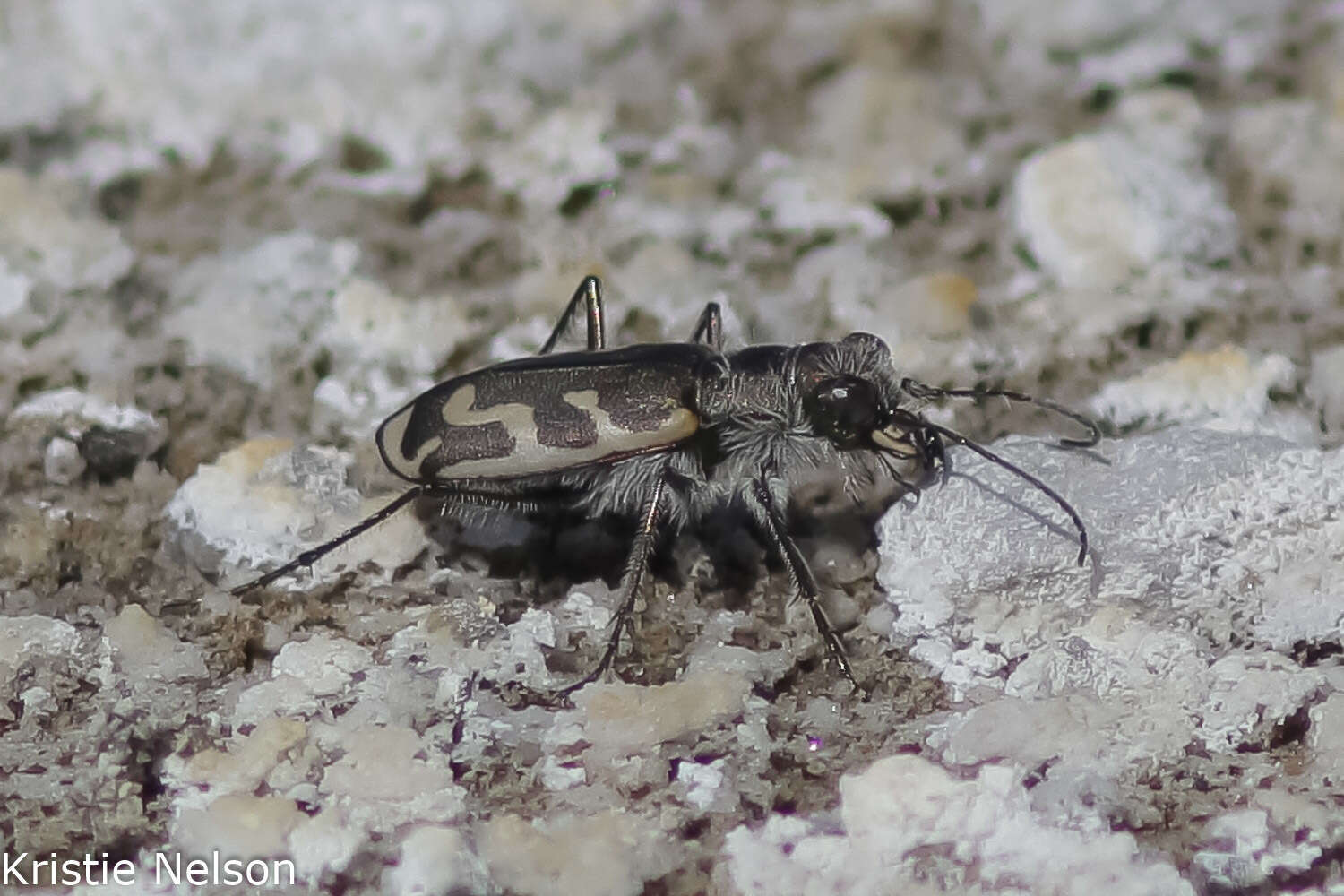 Image of Short-legged Tiger Beetle