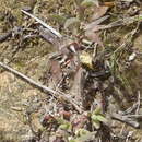 Image of Delosperma acuminatum L. Bol.