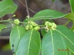 Image of Phyllanthus assamicus Müll. Arg.