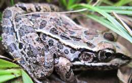 Image of Lithobates spectabilis (Hillis & Frost 1985)