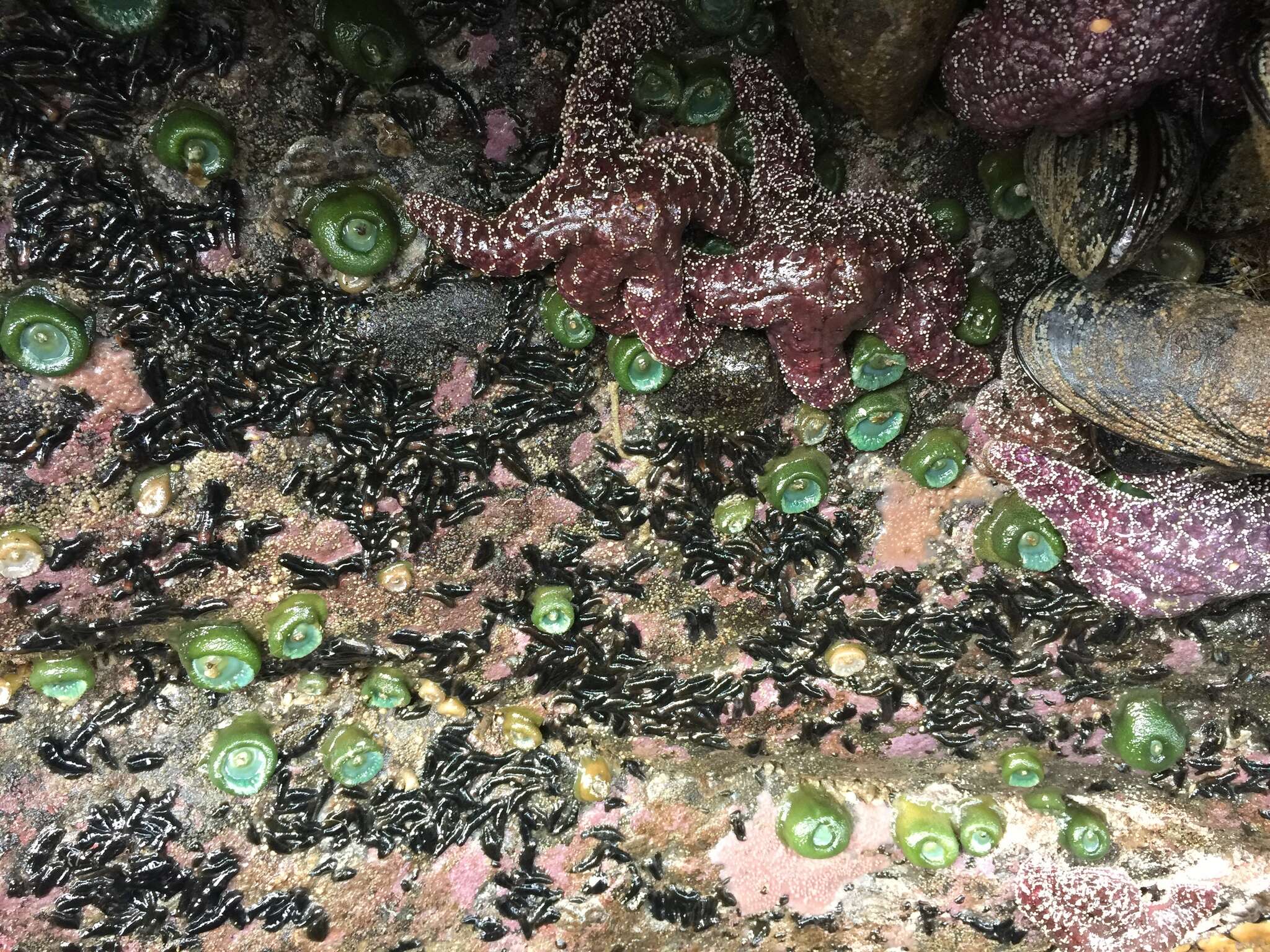 Image of tar spot sea cucumber