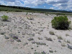 Image of Mono Lake lupine