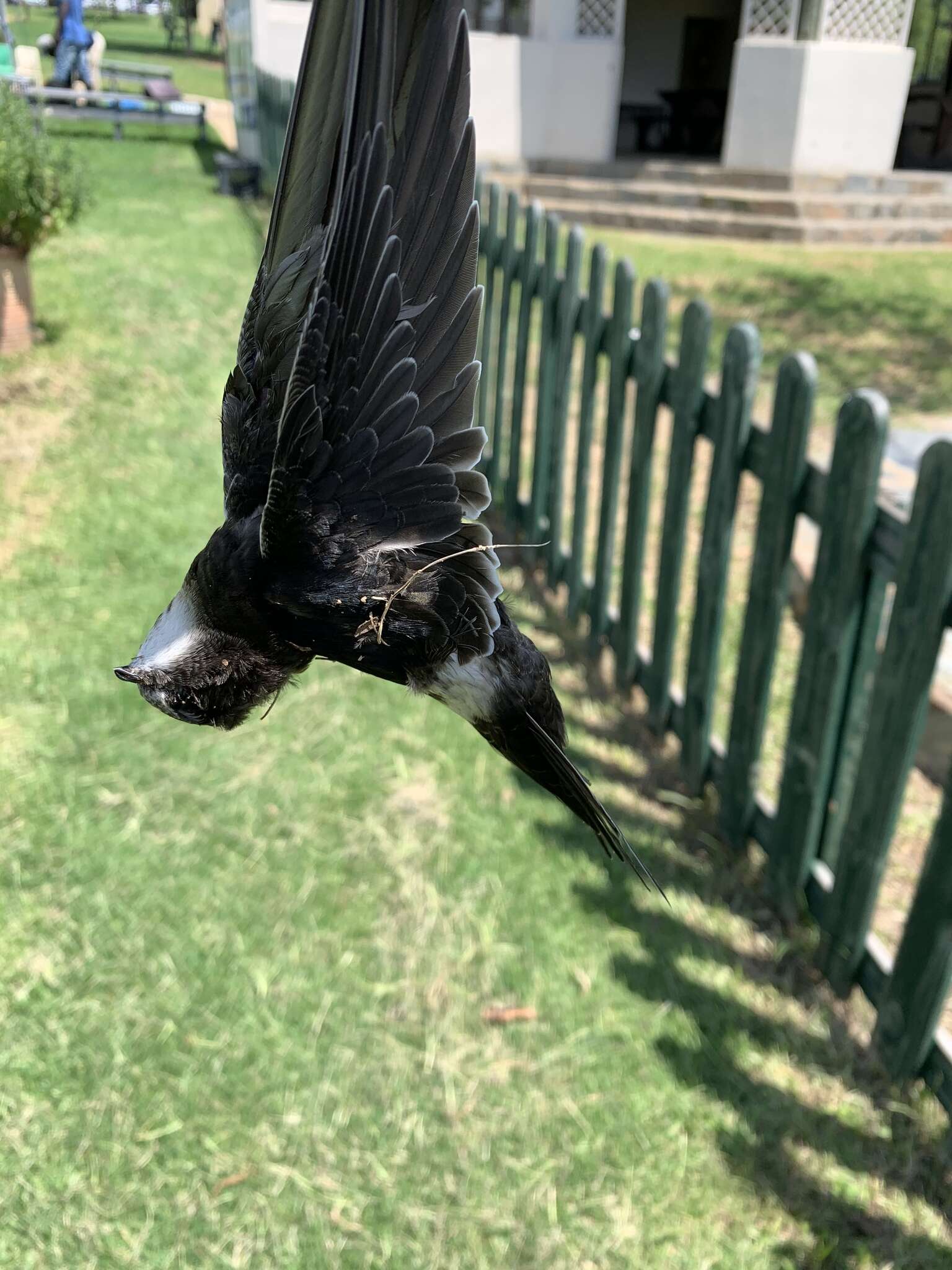 Image of African White-rumped Swift