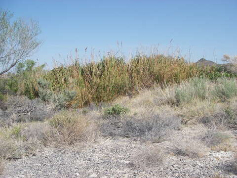 Imagem de Cladium mariscus subsp. californicum (S. Watson) Govaerts