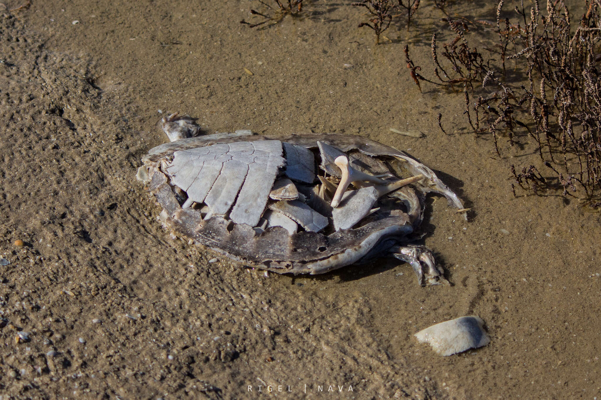 Image of Ridley sea turtles