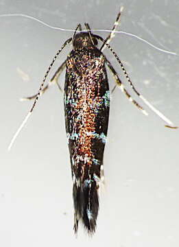 Image of Stagmatophora argyrostrepta (Meyrick 1897)