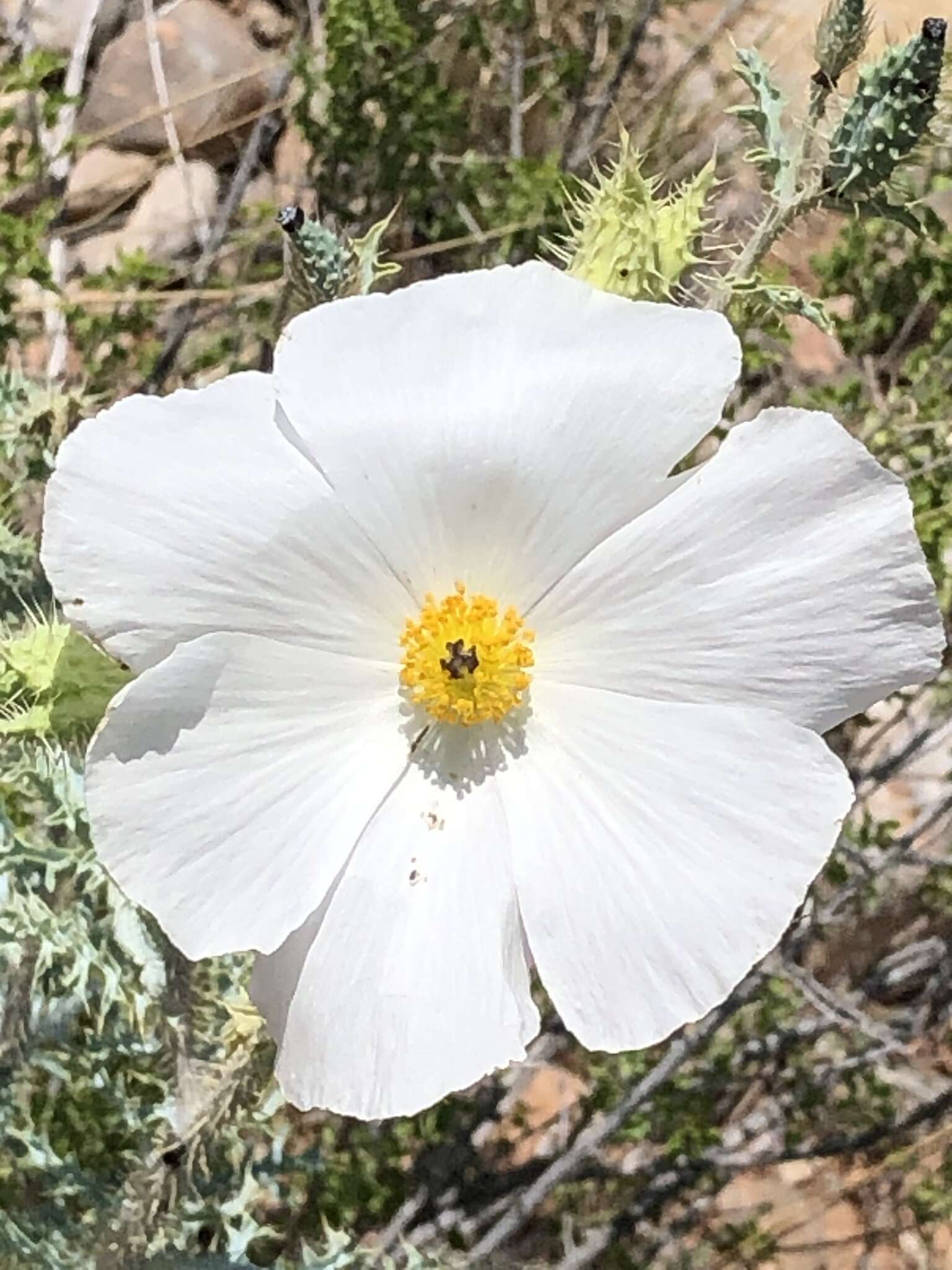 Argemone pinnatisecta (G. B. Ownbey) S. D. Cerv. & C. D. Bailey resmi