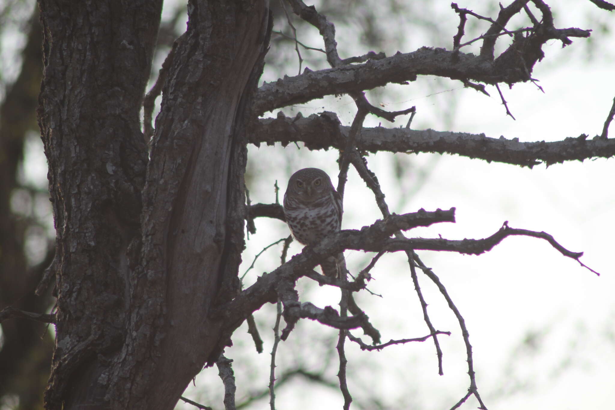 Image of Glaucidium capense ngamiense (Roberts 1932)