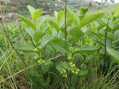 صورة Vangueria venosa (Hochst.) Sond.