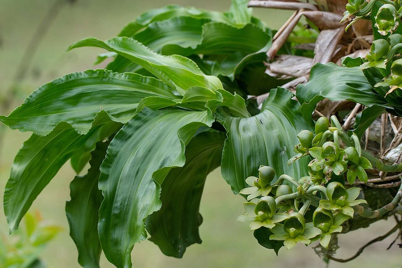 Image of Large-fruited Catasetum