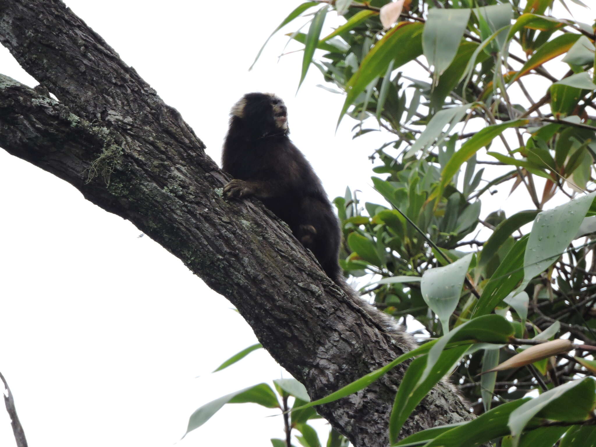 Image of Buffy Tufted-ear Marmoset