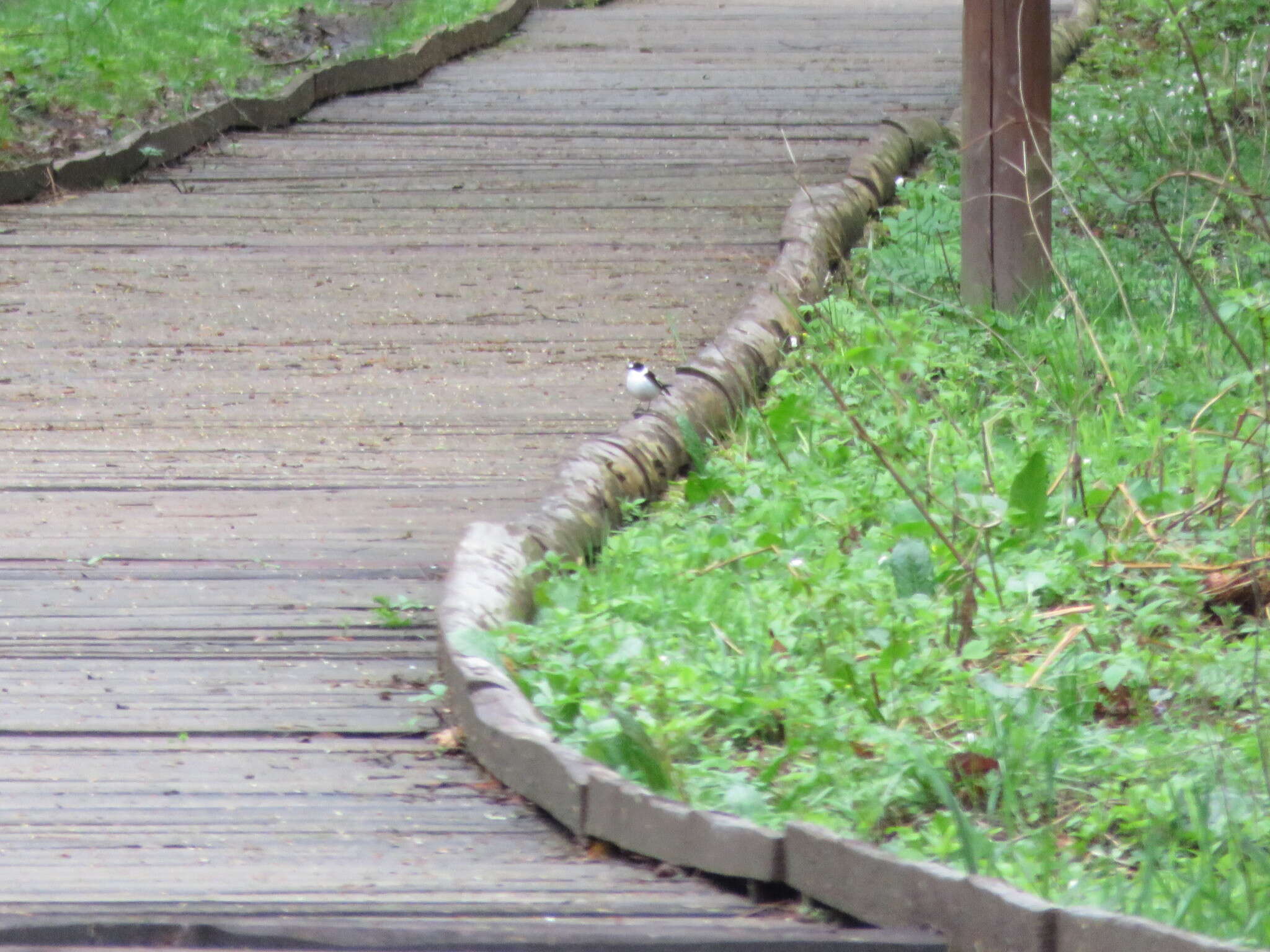 Image of Collared Flycatcher