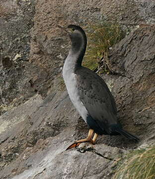 Image of Phalacrocorax punctatus oliveri Mathews 1930