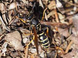 Image of Polistes biglumis (Linnaeus 1758)