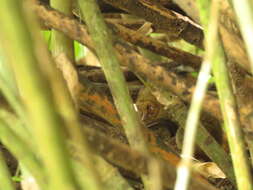 Image of Tarsius supriatnai Shekelle, Groves, Maryanto & Mittermeier 2017