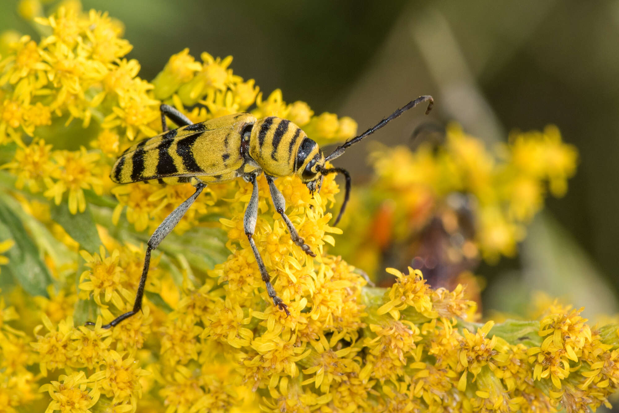 Image of Amorpha Borer