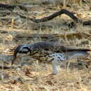 Plancia ëd Turdus litsitsirupa pauciguttatus Clancey 1956